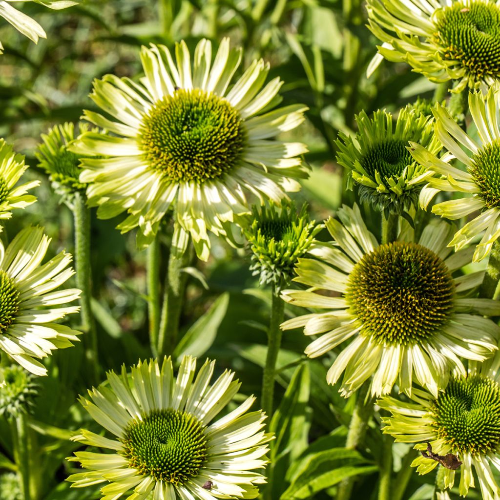 Echinacea Green Jewel - Echinacée