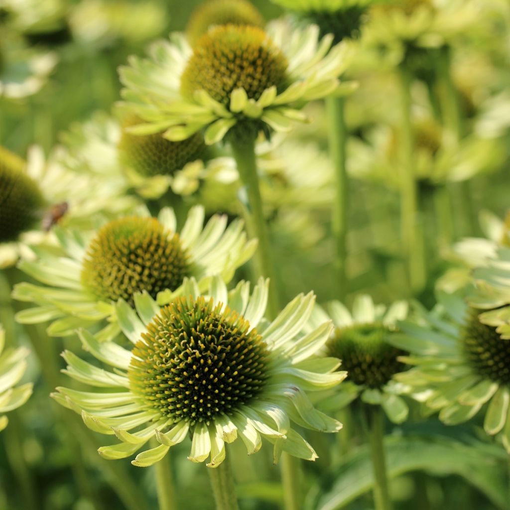 Echinacea Green Jewel - Echinacée