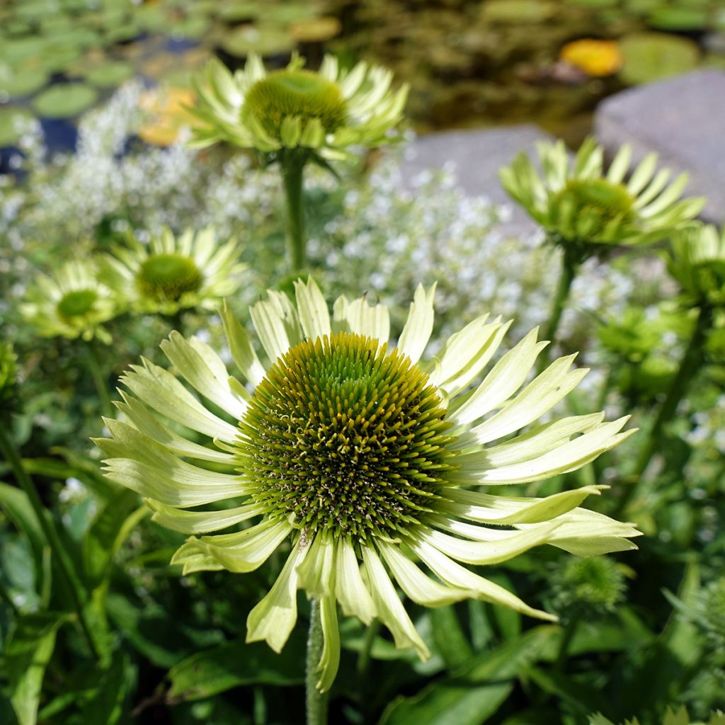 Echinacea Green Jewel - Echinacée