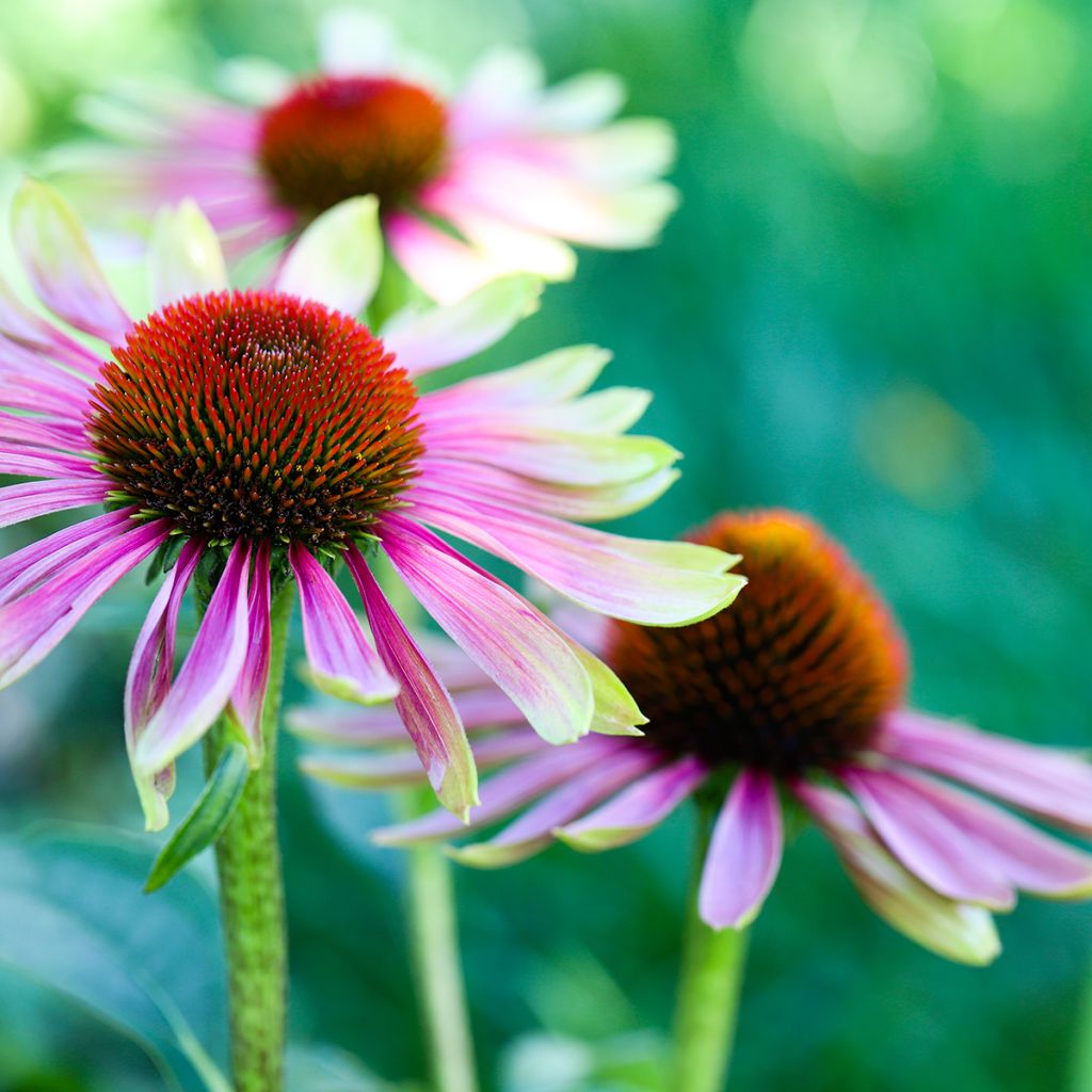 Echinacea Green Twister - Echinacée