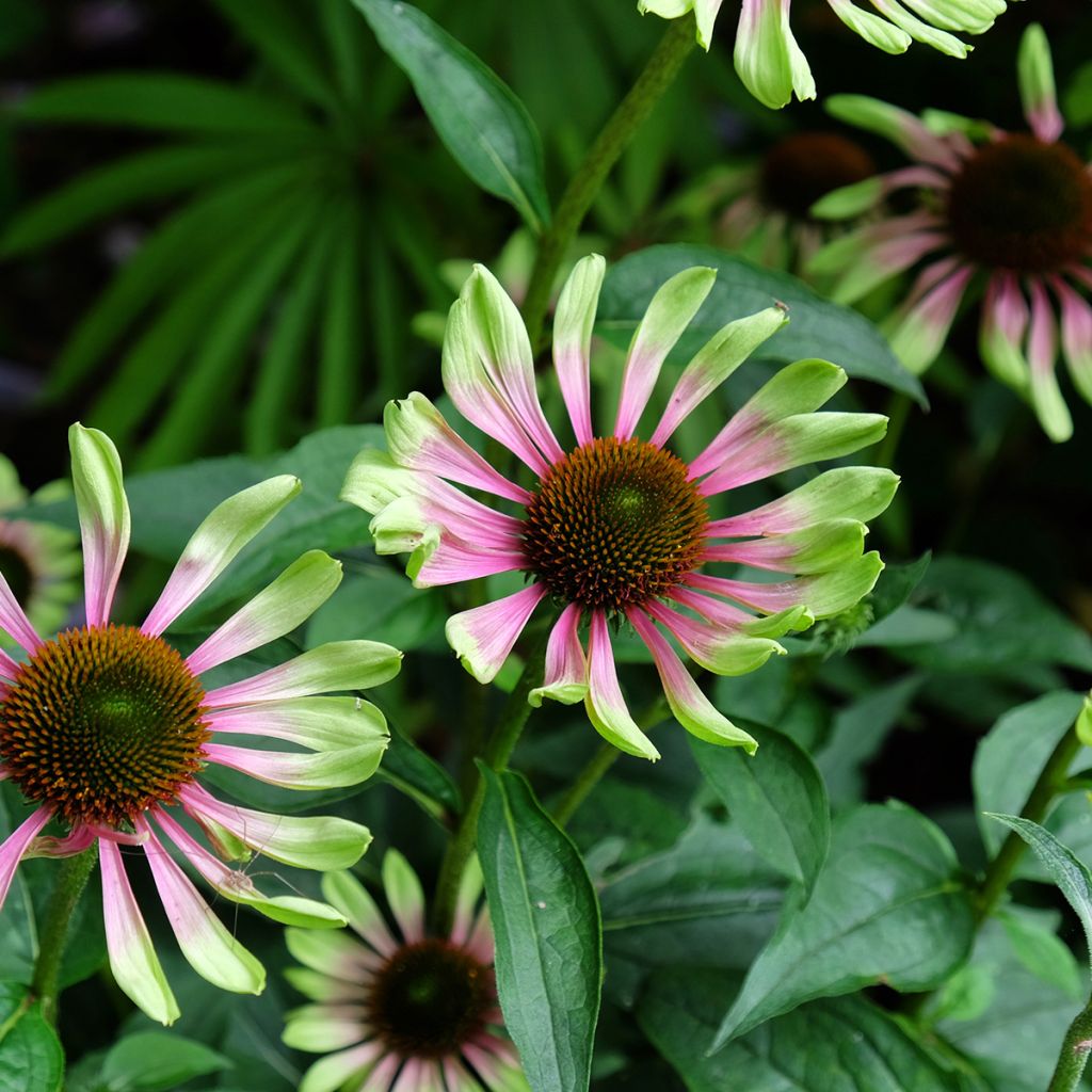 Echinacea Green Twister - Echinacée