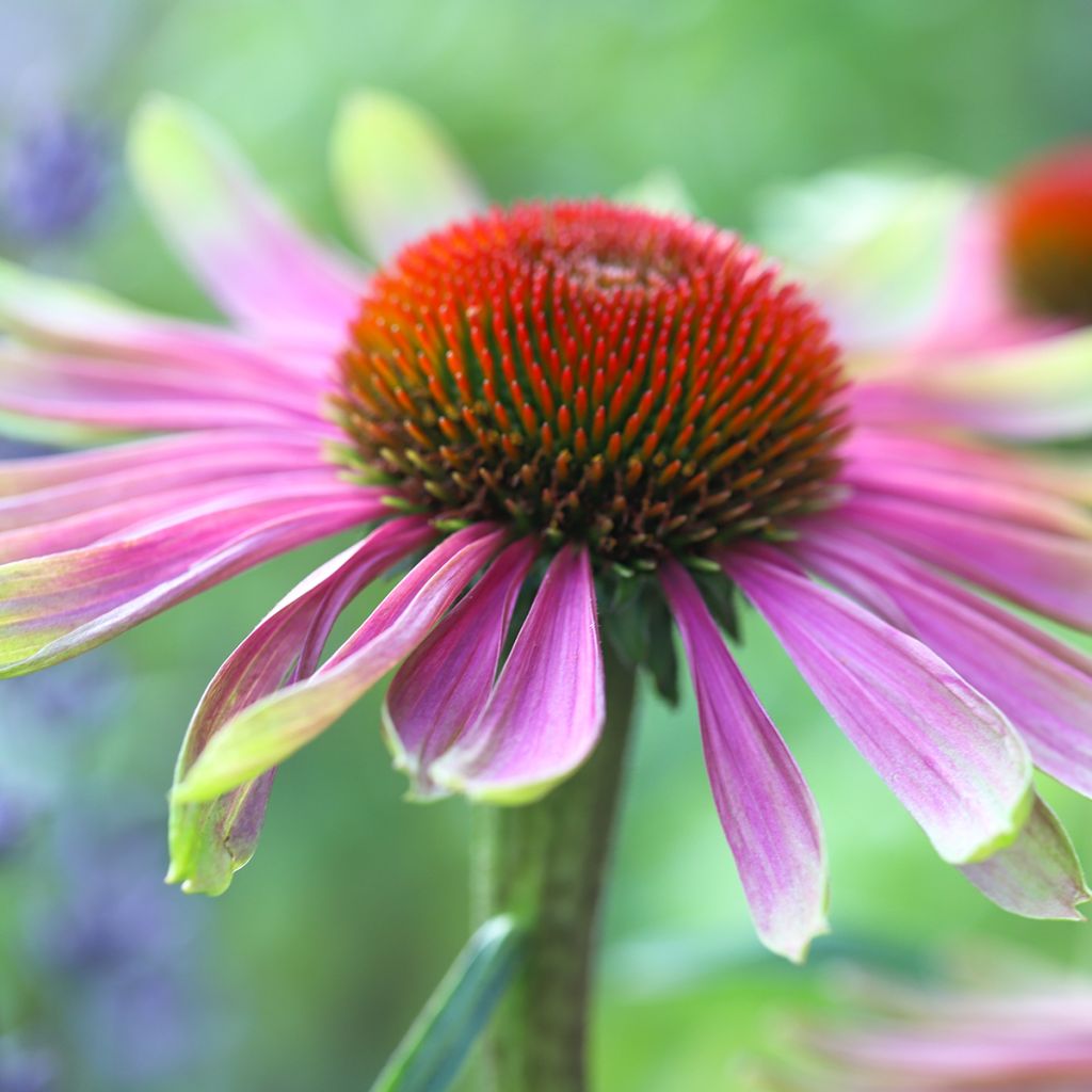 Echinacea Green Twister - Echinacée