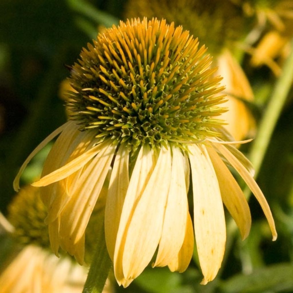 Echinacea Harvest Moon - Rudbeckia pourpre