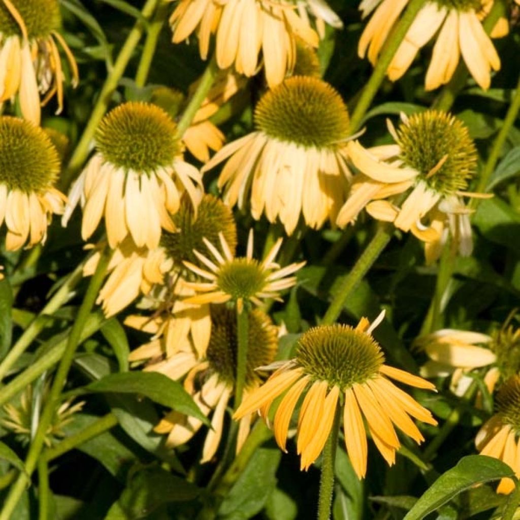 Echinacea Harvest Moon - Rudbeckia pourpre