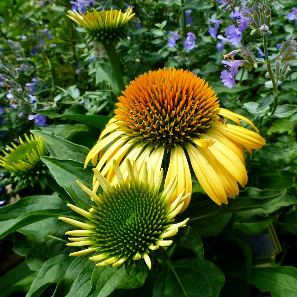 Echinacea Harvest Moon - Echinacée