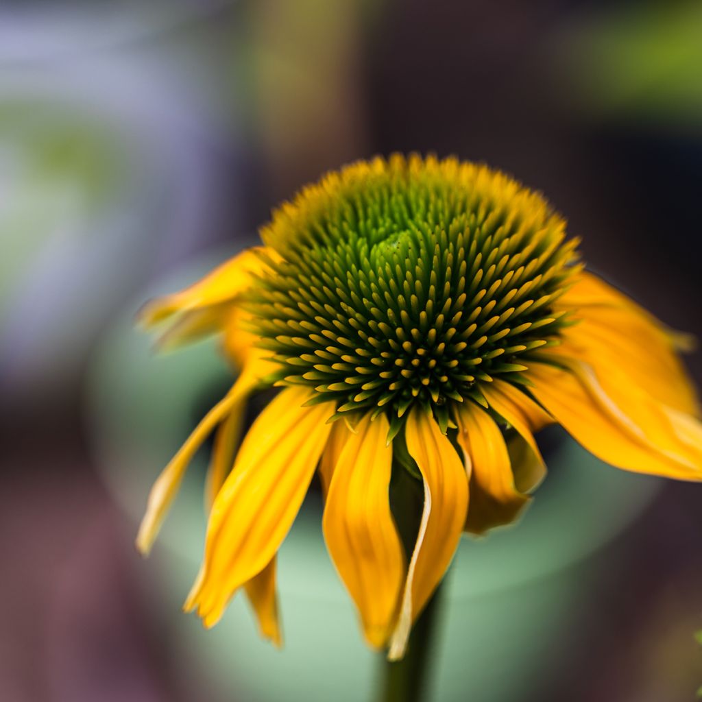 Echinacea Harvest Moon - Echinacée