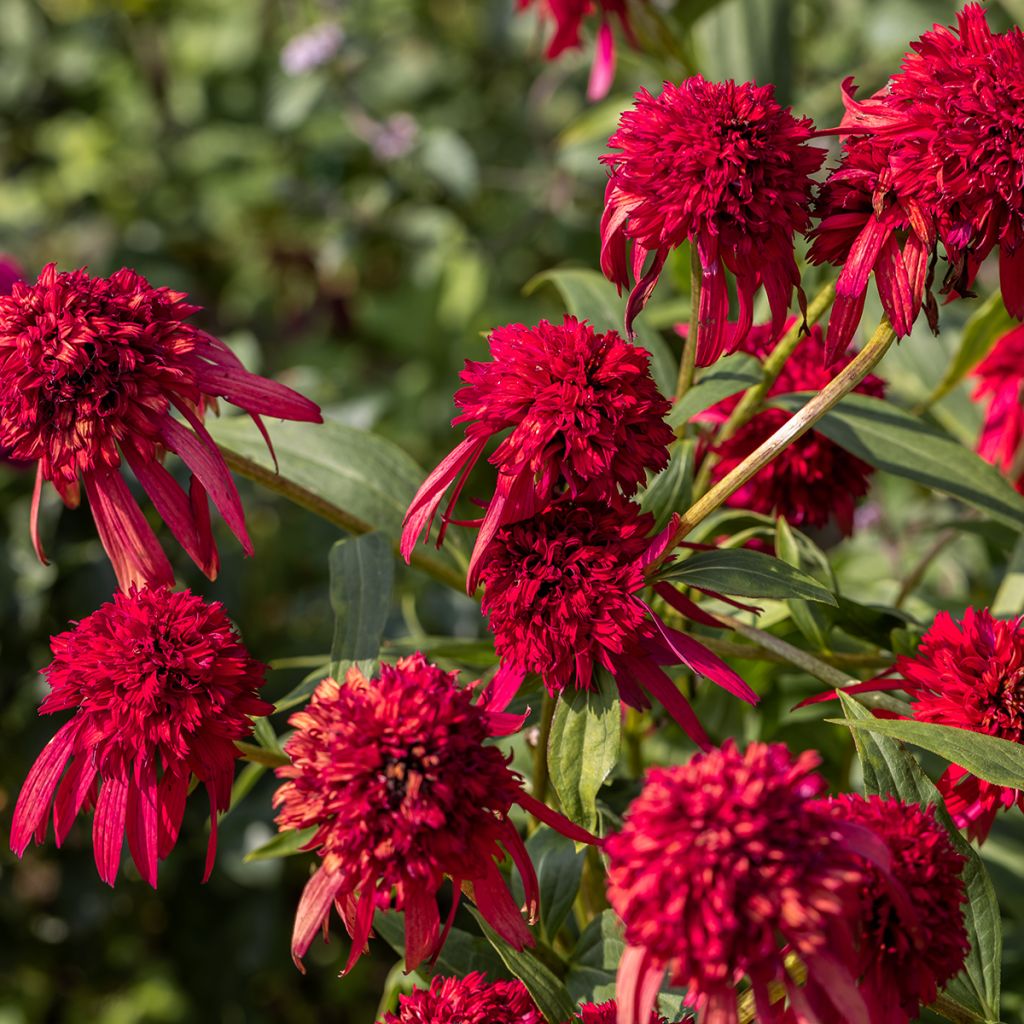 Echinacea Hot Papaya - Echinacée