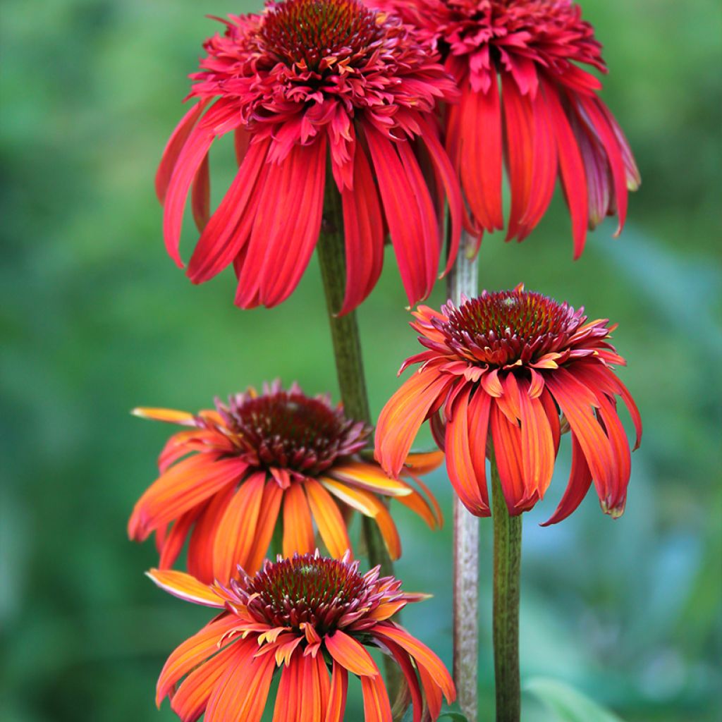 Echinacea Hot Papaya - Echinacée