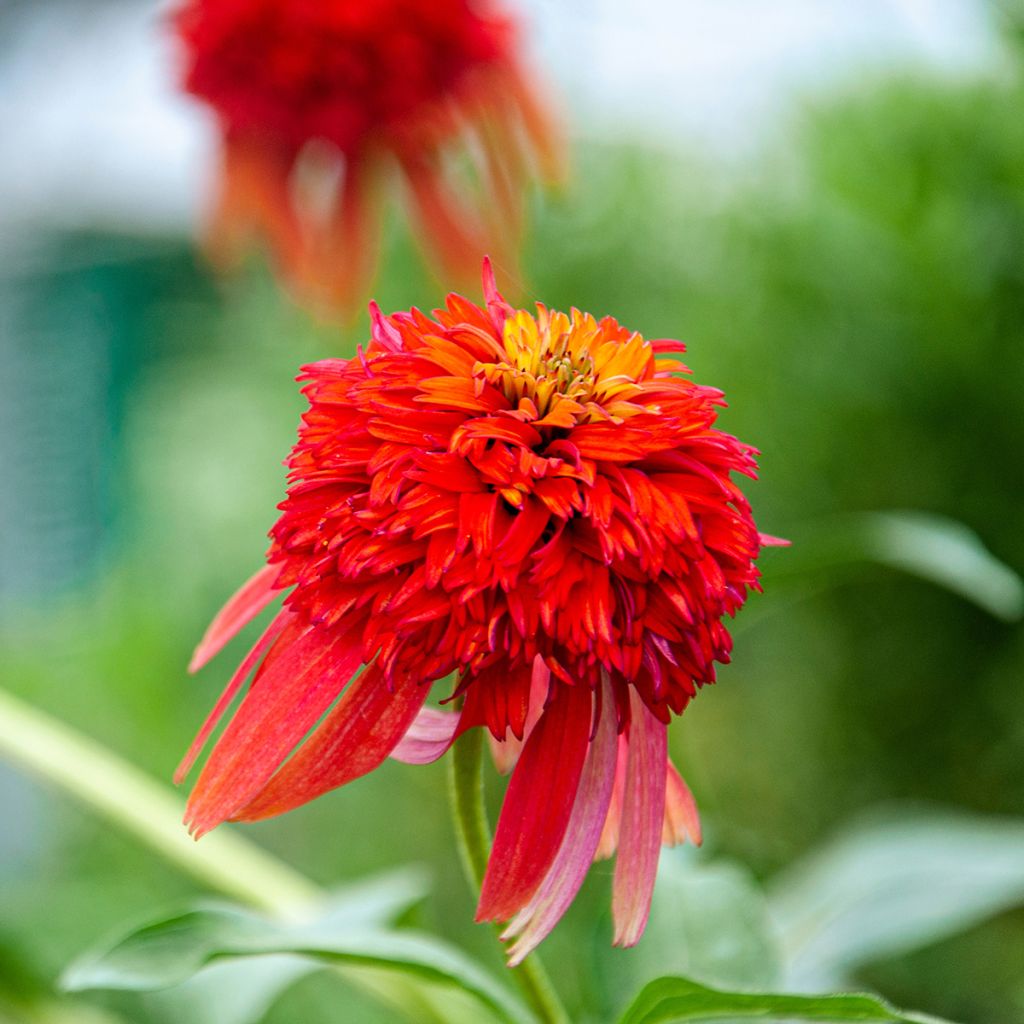 Echinacea Hot Papaya - Echinacée