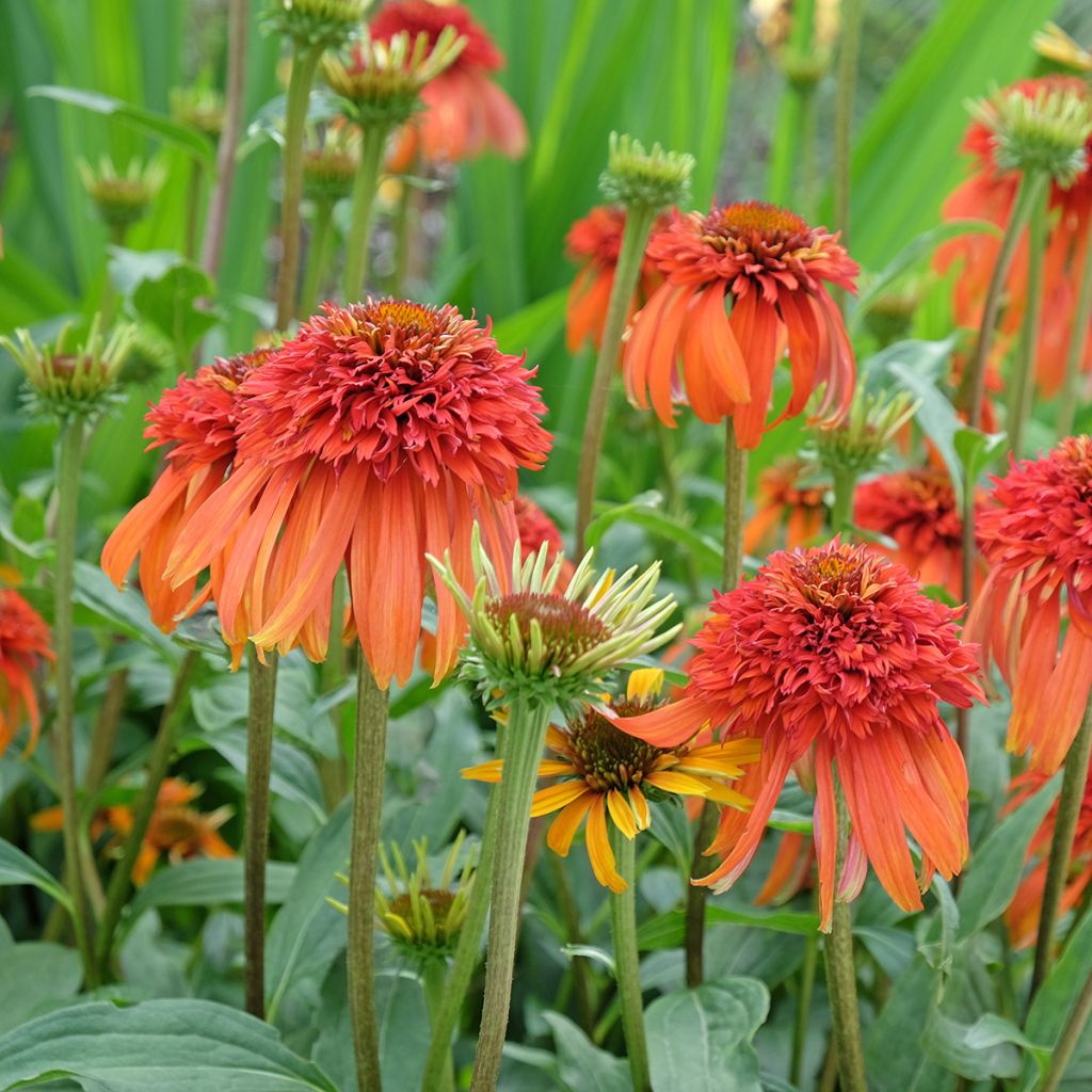 Echinacea Hot Papaya - Echinacée