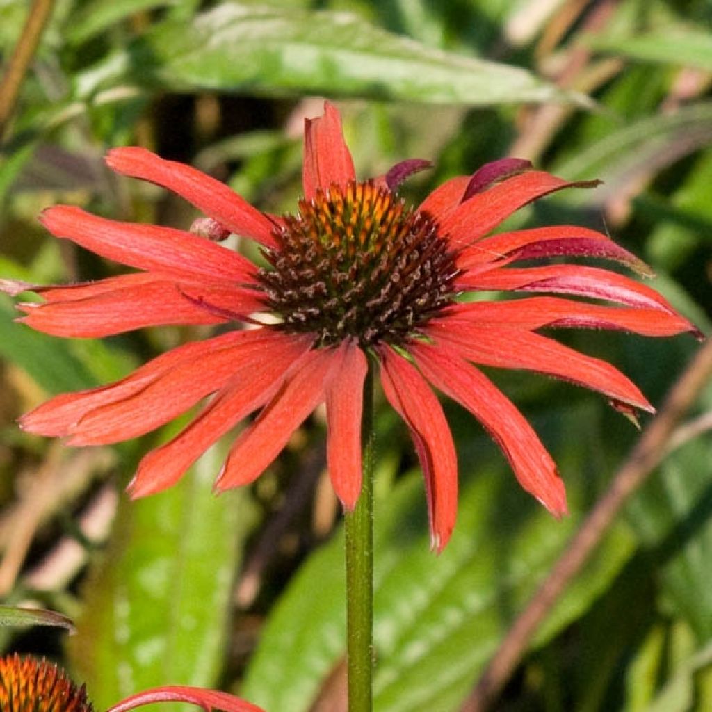 Echinacea Hot Summer - Rudbeckia pourpre