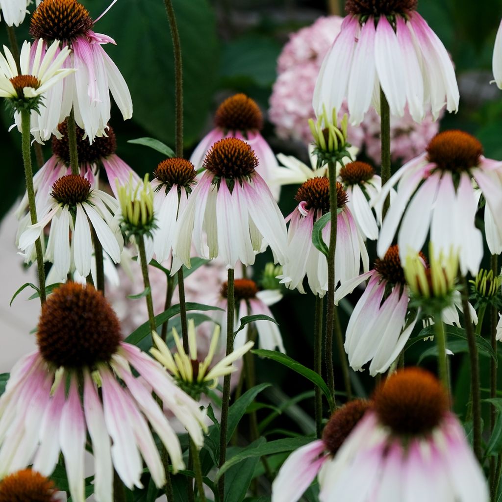 Echinacea JS Engeltje Pretty Parasols - Echinacée