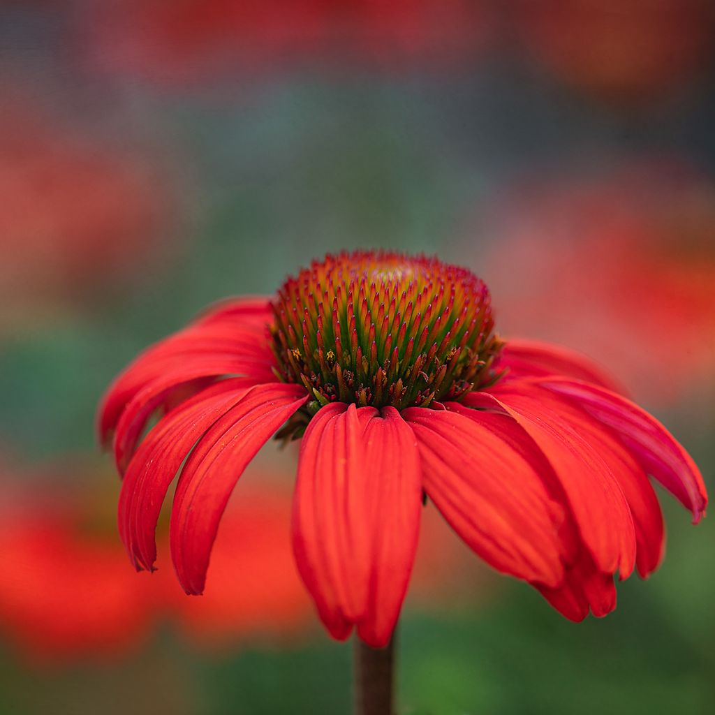 Echinacea Kismet Orange Intense - Echinacée