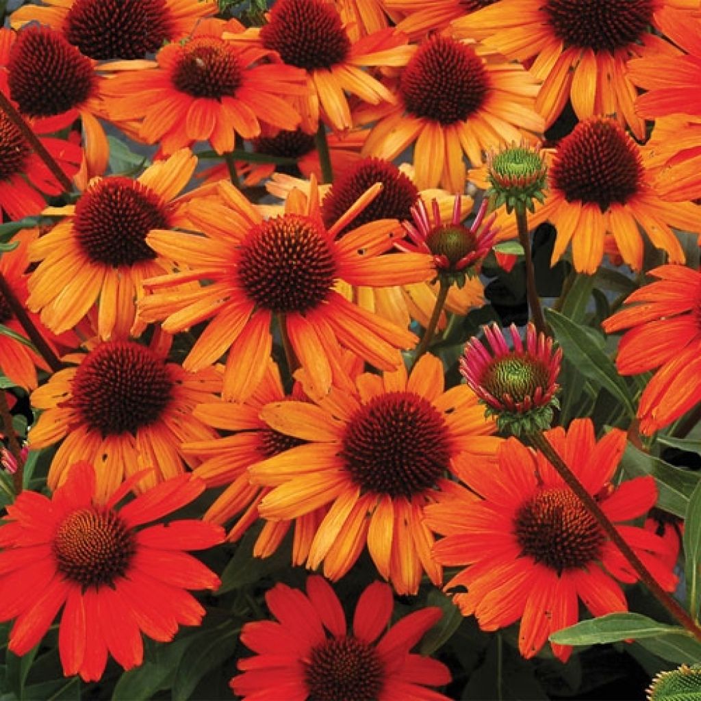 Echinacea Kismet Orange Intense - Rudbeckia