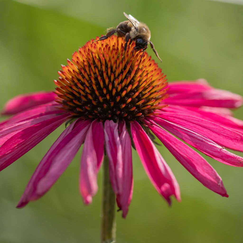 Echinacea Kismet Raspberry - Echinacée