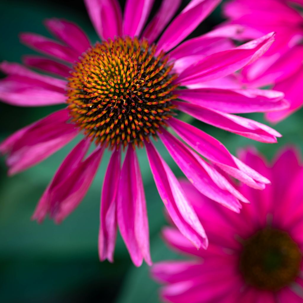 Echinacea Kismet Raspberry - Echinacée