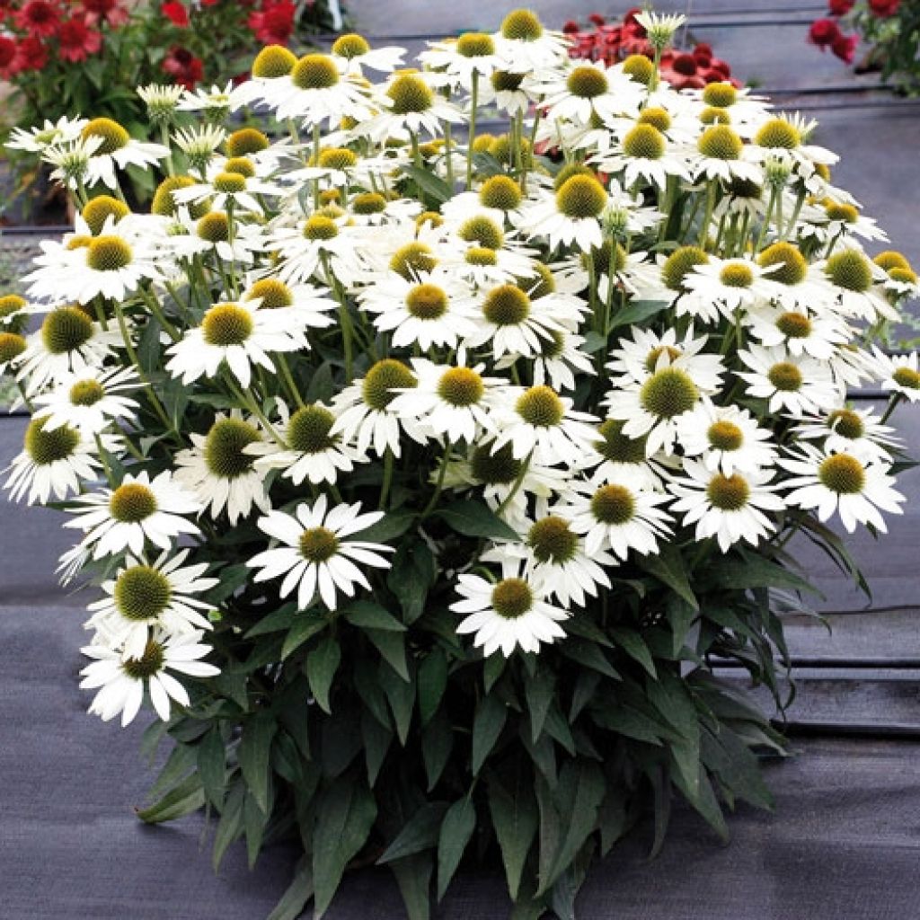 Echinacea Kismet blanc (White) - Rudbeckia