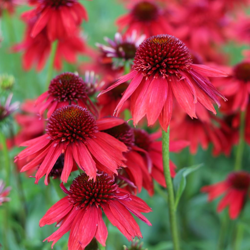 Echinacea Lakota Red - Echinacée