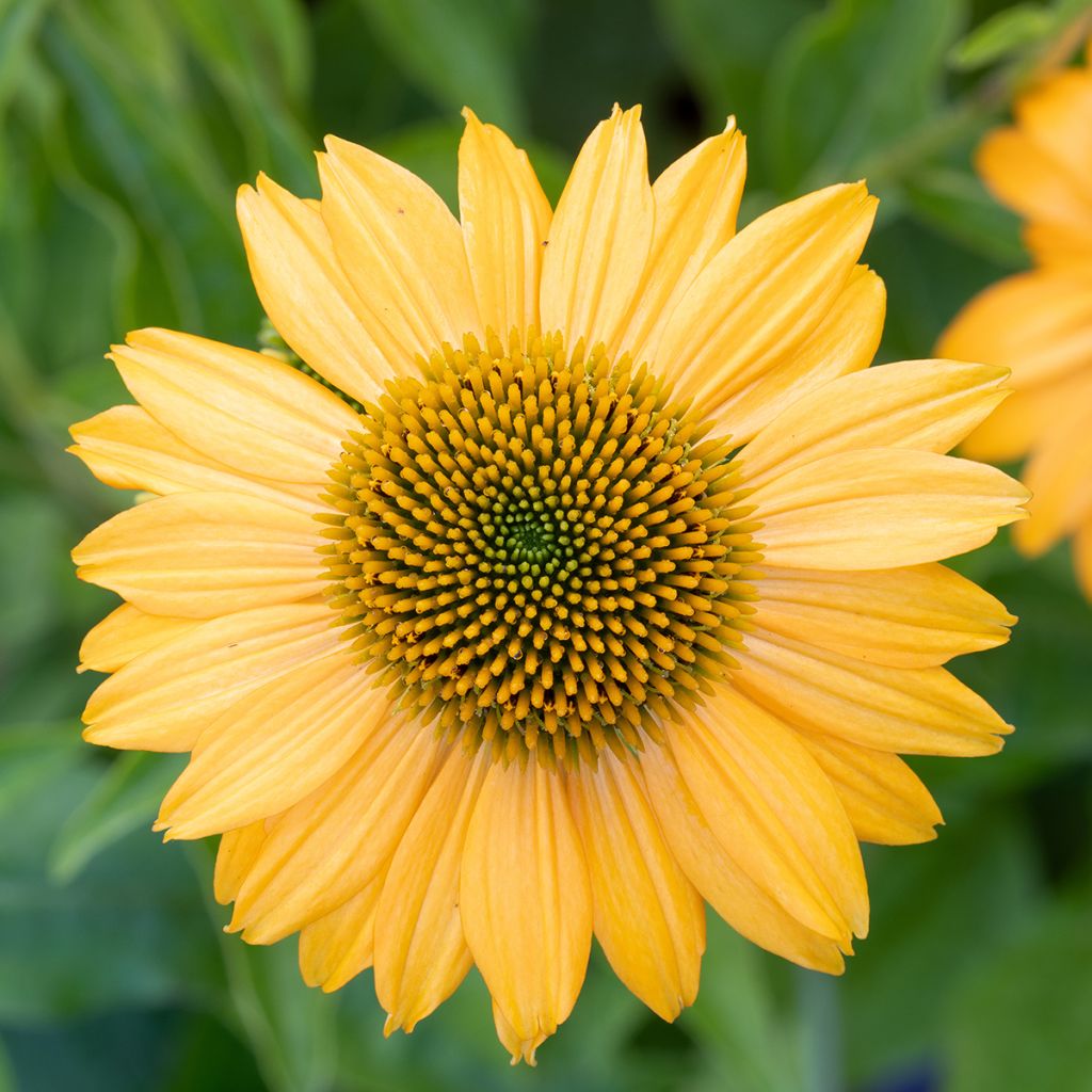 Echinacea Lakota Yellow - Echinacée