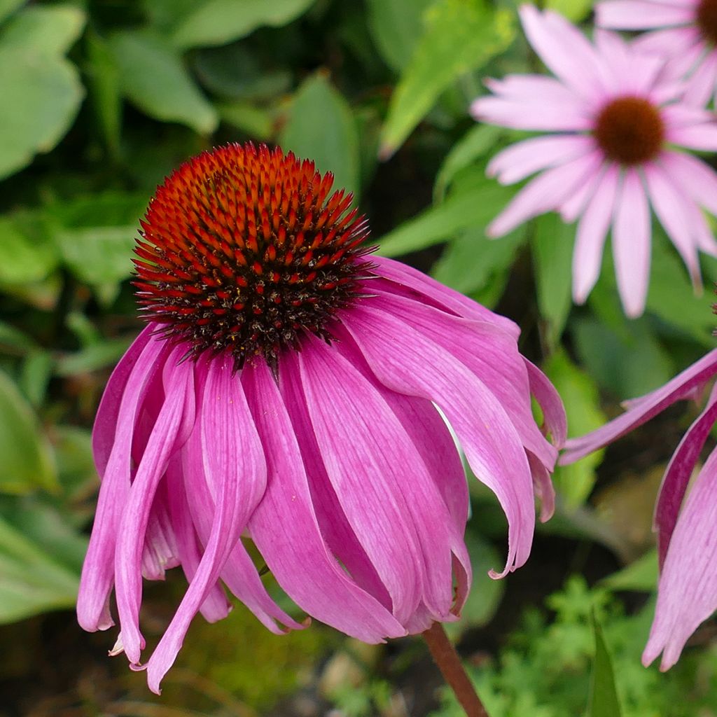 Echinacea Maxima - Echinacée