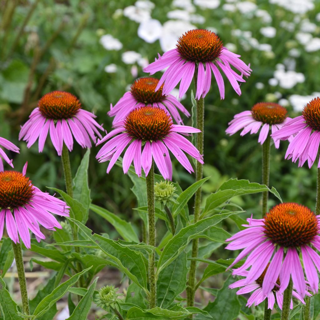 Echinacea Maxima - Echinacée