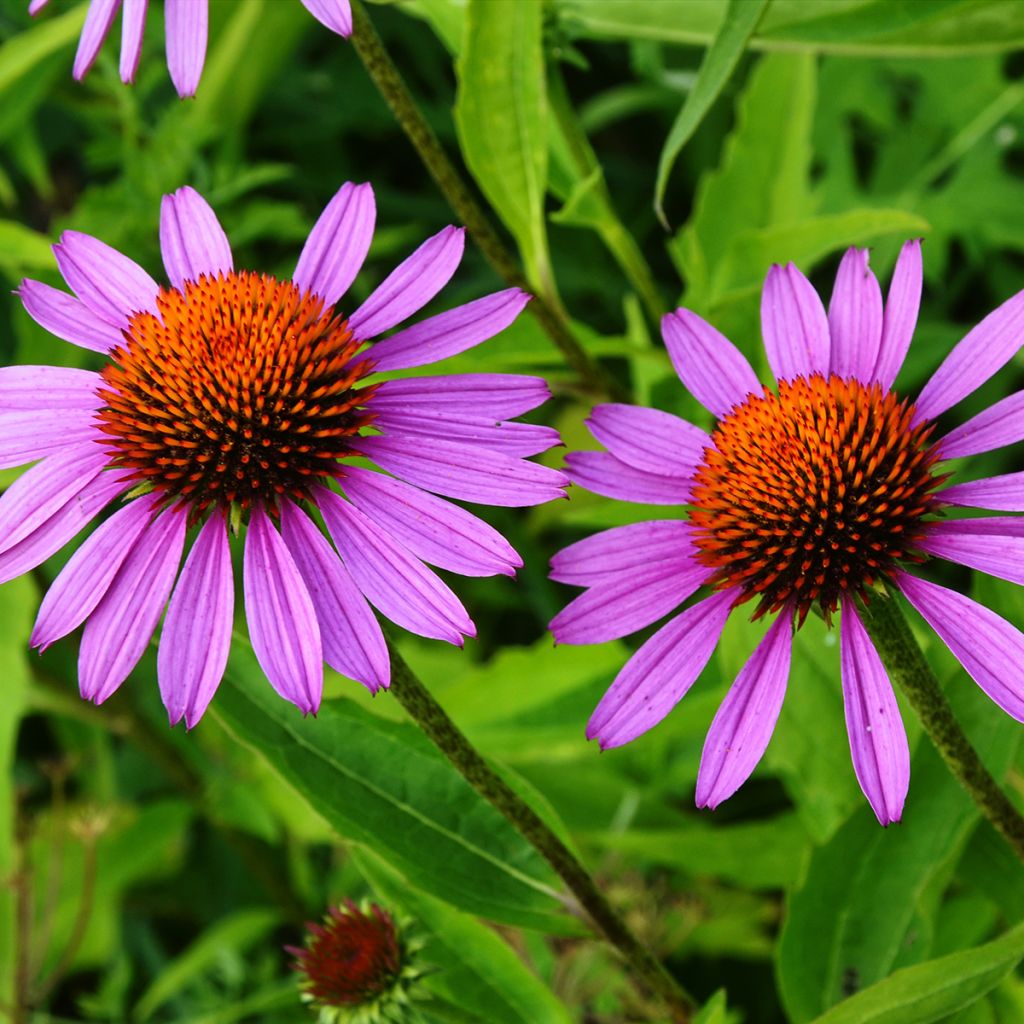 Echinacea Maxima - Echinacée