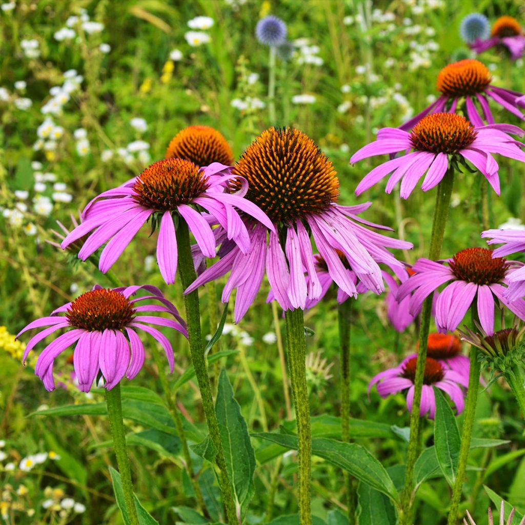 Echinacea Maxima - Echinacée