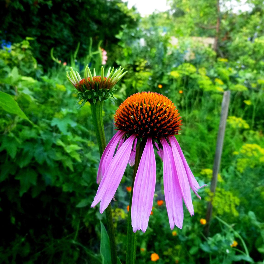 Echinacea Maxima - Echinacée