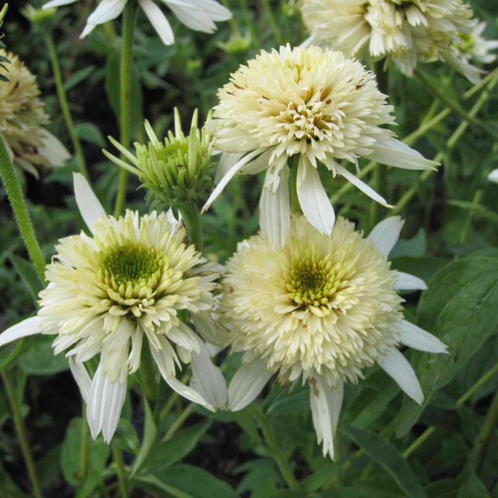 Echinacea purpurea Mozzarella - Rudbeckia pourpre