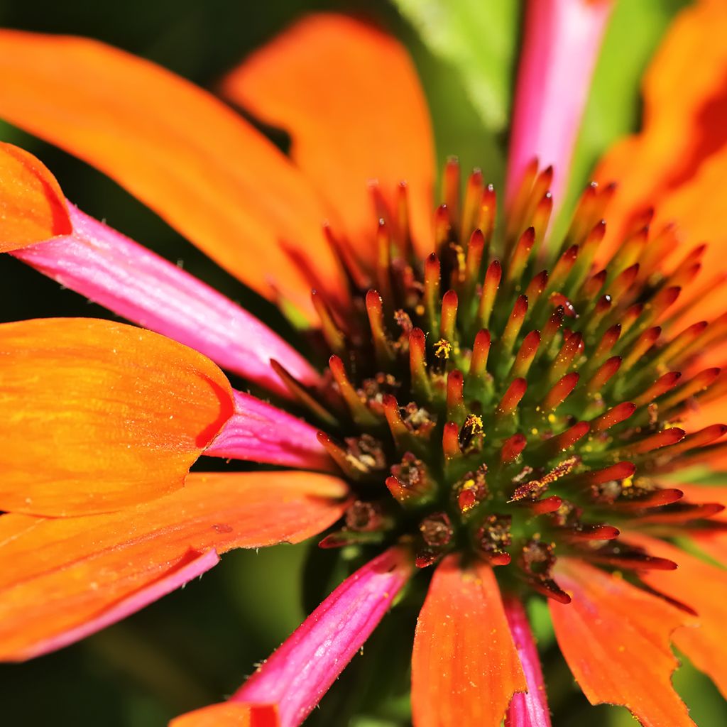 Echinacea Orange Skipper - Echinacée