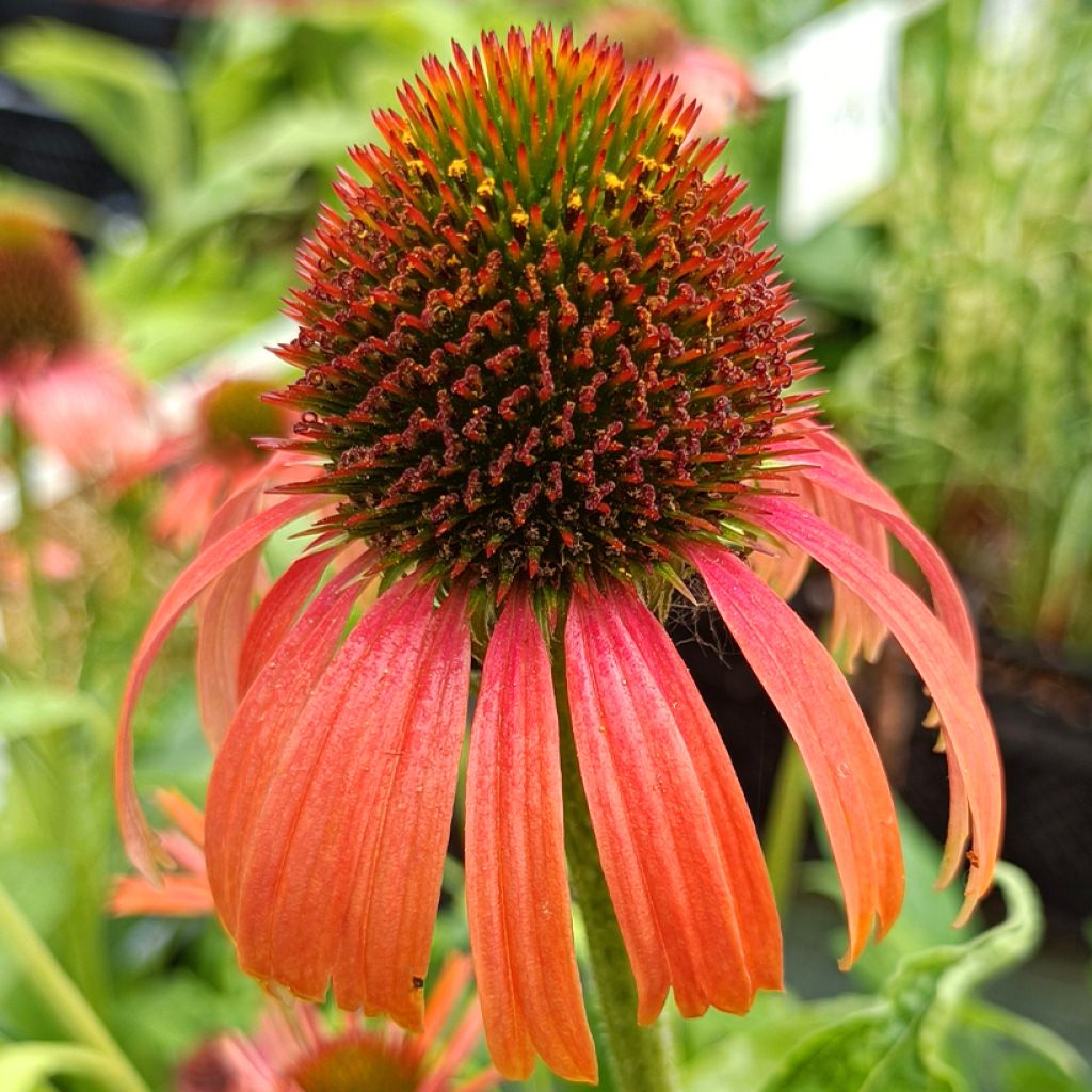 Echinacea Orange Skipper - Rudbeckia hybride