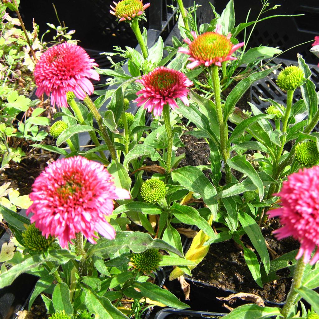 Echinacea Piccolino - Rudbeckia pourpre