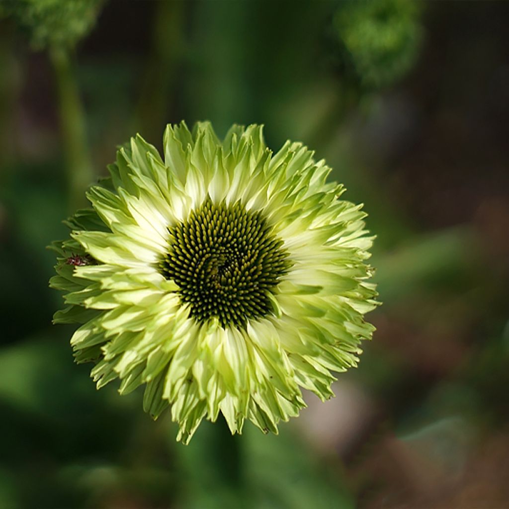 Echinacea SunSeekers Apple Green - Rudbeckia 