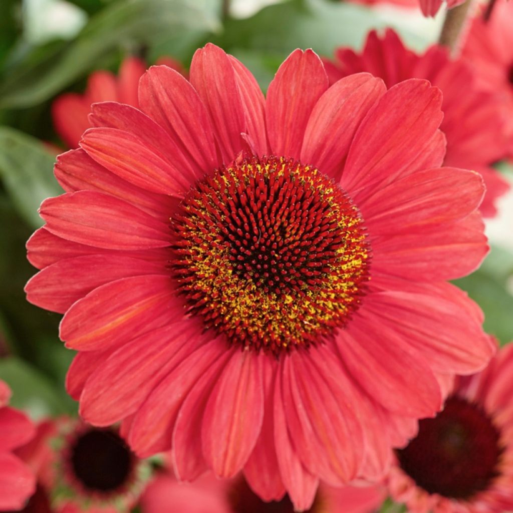 Echinacea SunSeekers Red - Echinacée