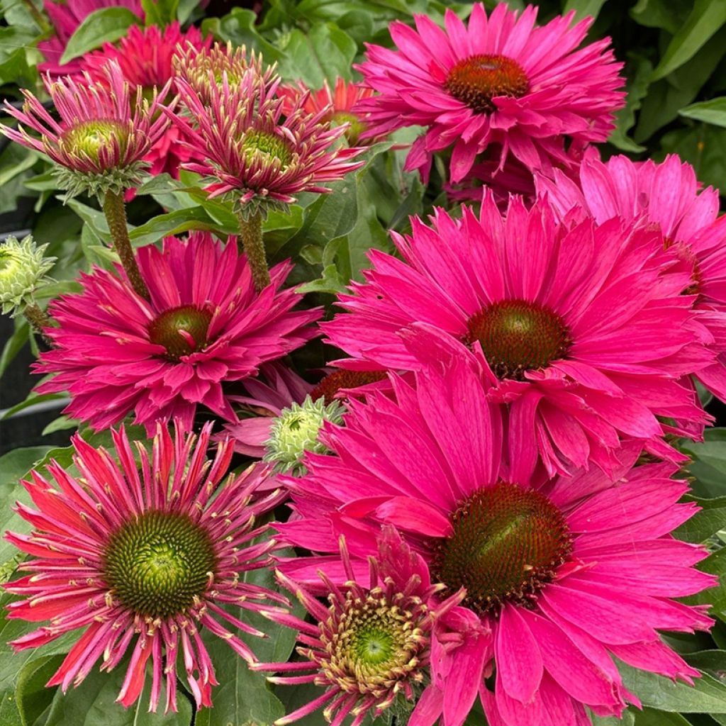 Echinacea SunSeekers Sweet Fuchsia - Echinacée