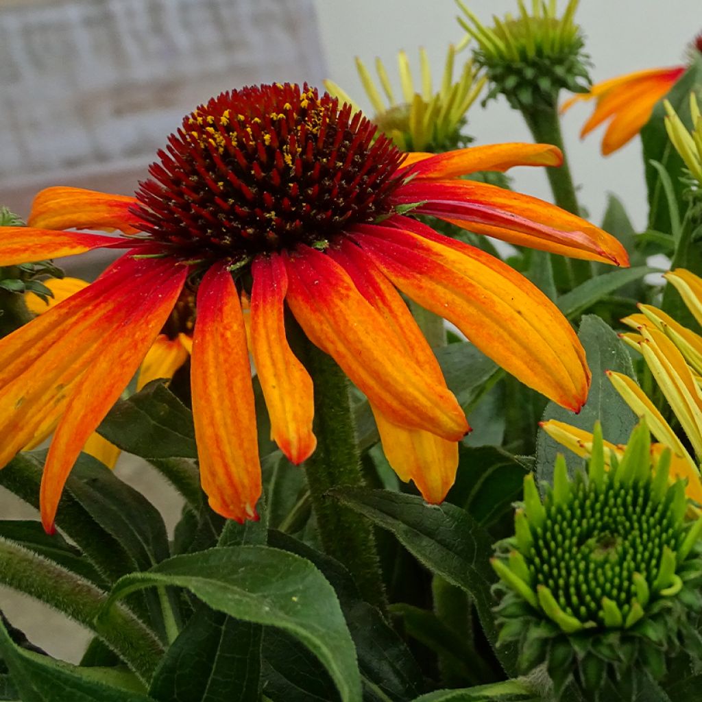 Echinacea Sunseekers Tequila Sunrise - Echinacée