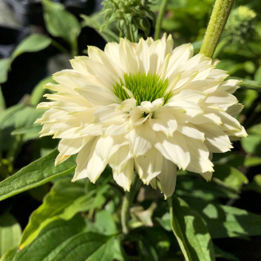 Echinacea SunSeekers White Perfection - Echinacée