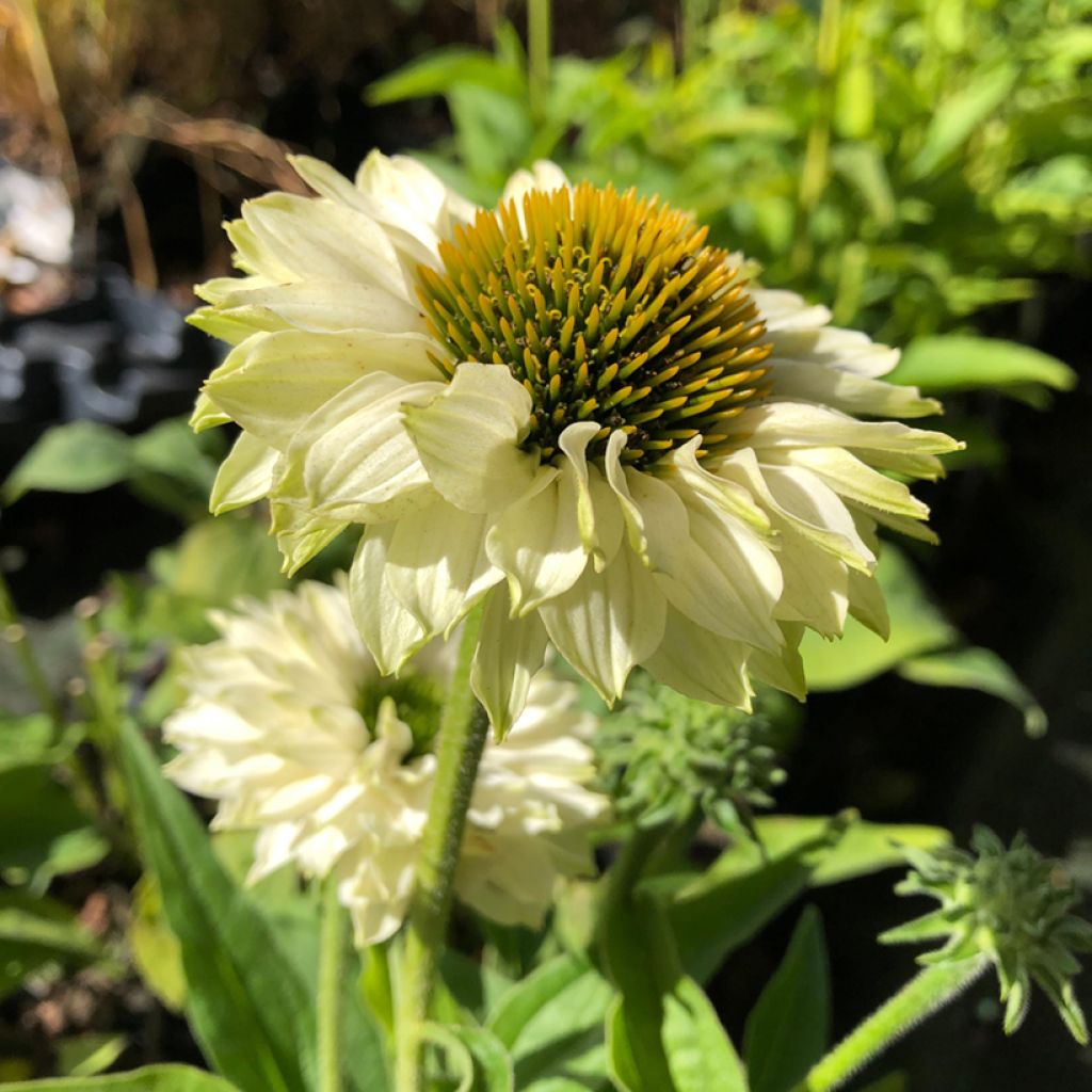 Echinacea SunSeekers White Perfection - Echinacée