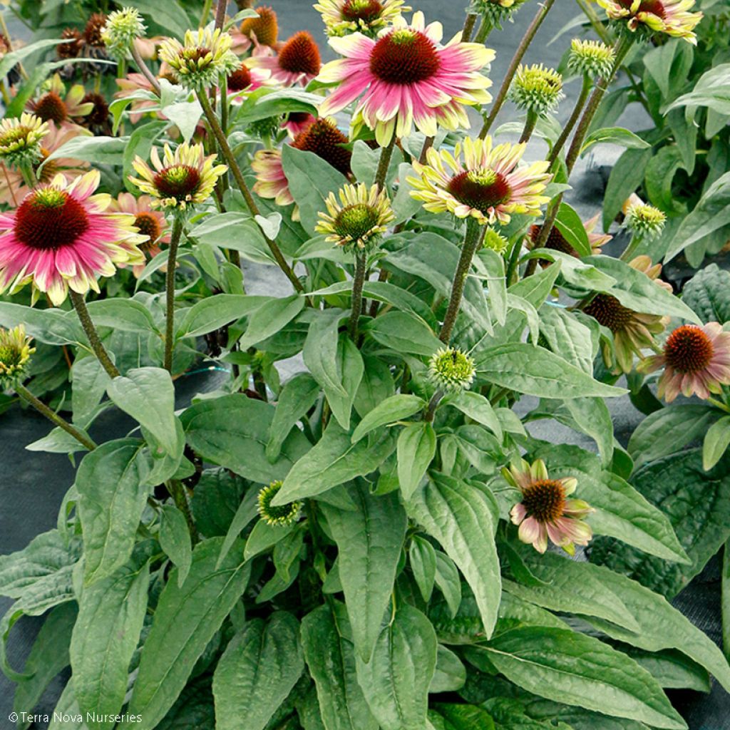 Echinacea Sweet Sandia - Rudbeckia