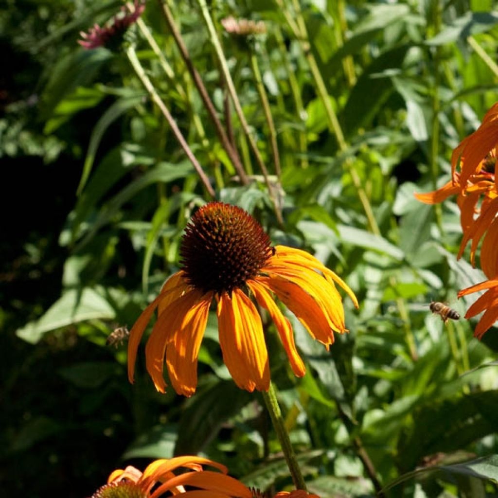 Echinacea Tangerine Dream - Rudbeckia pourpre