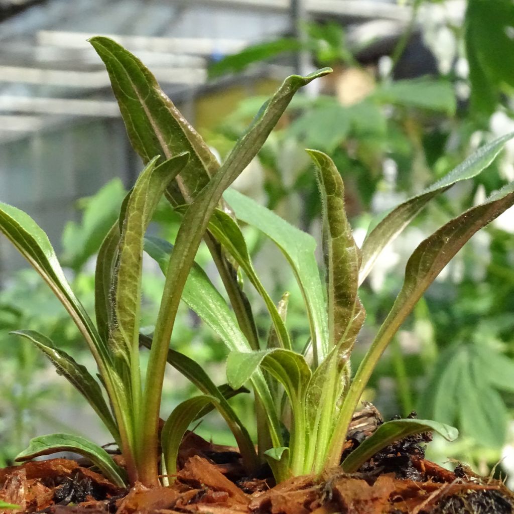 Echinacea Tangerine Dream - Rudbeckia pourpre