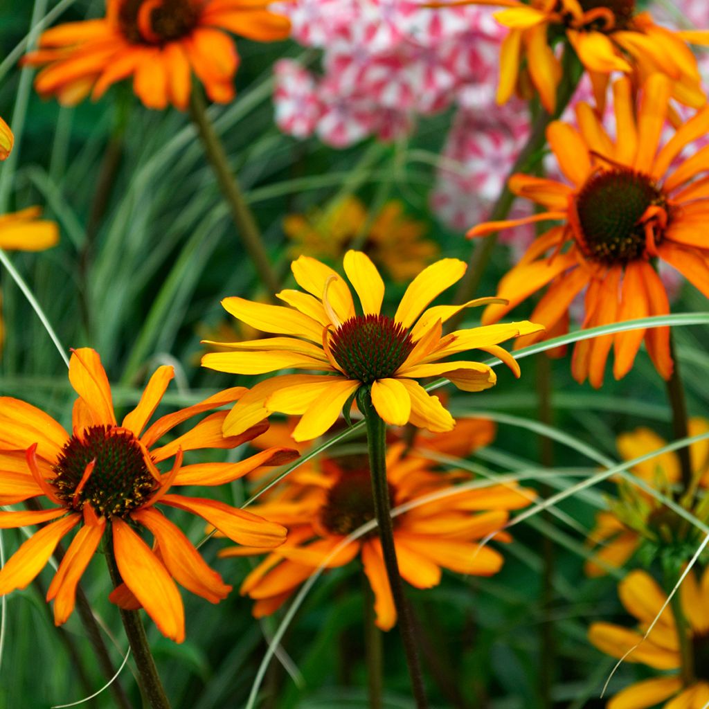 Echinacea Tiki Torch - Echinacée