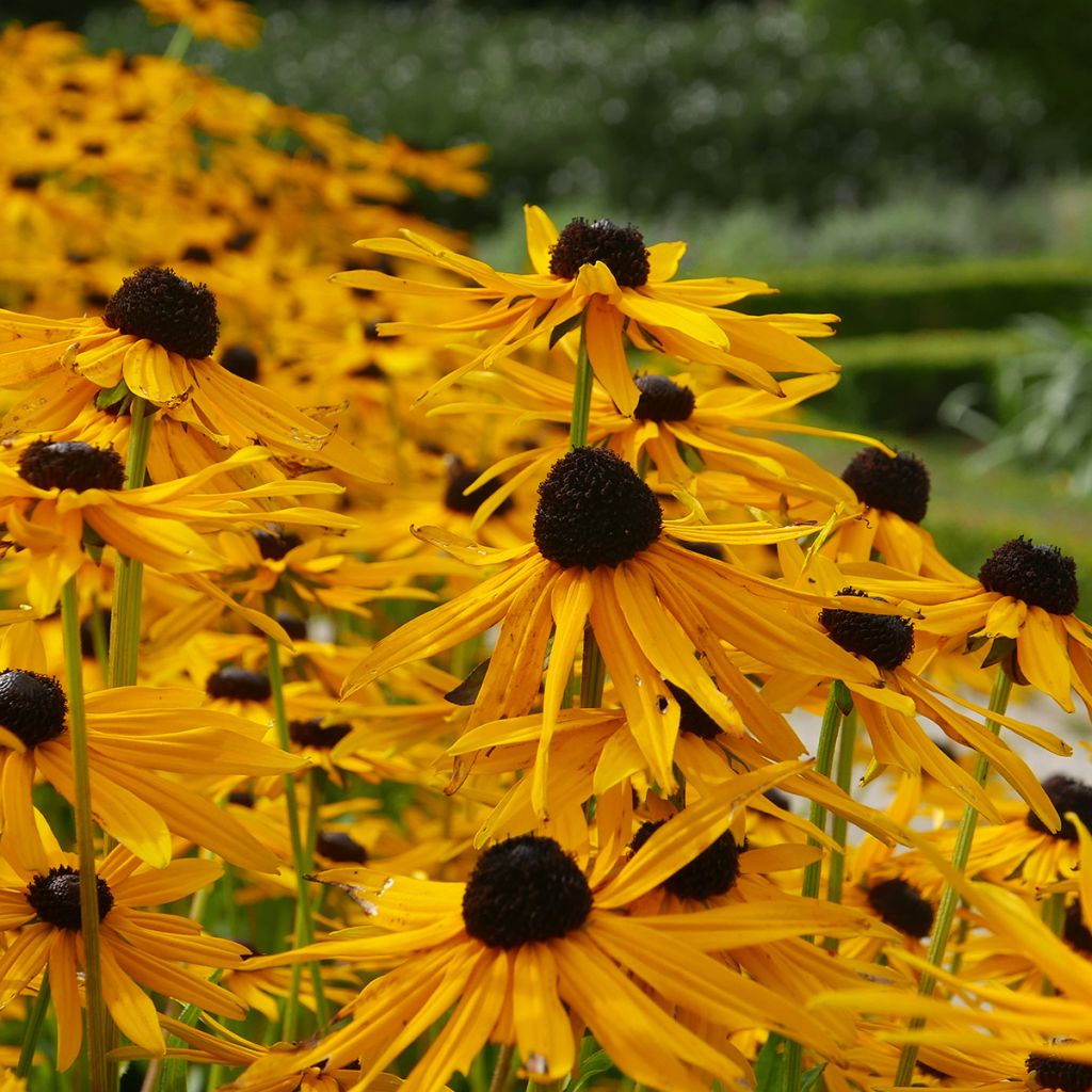 Echinacea Tiki Torch - Echinacée