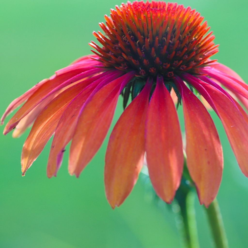 Echinacea Tomato Soup - Echinacée