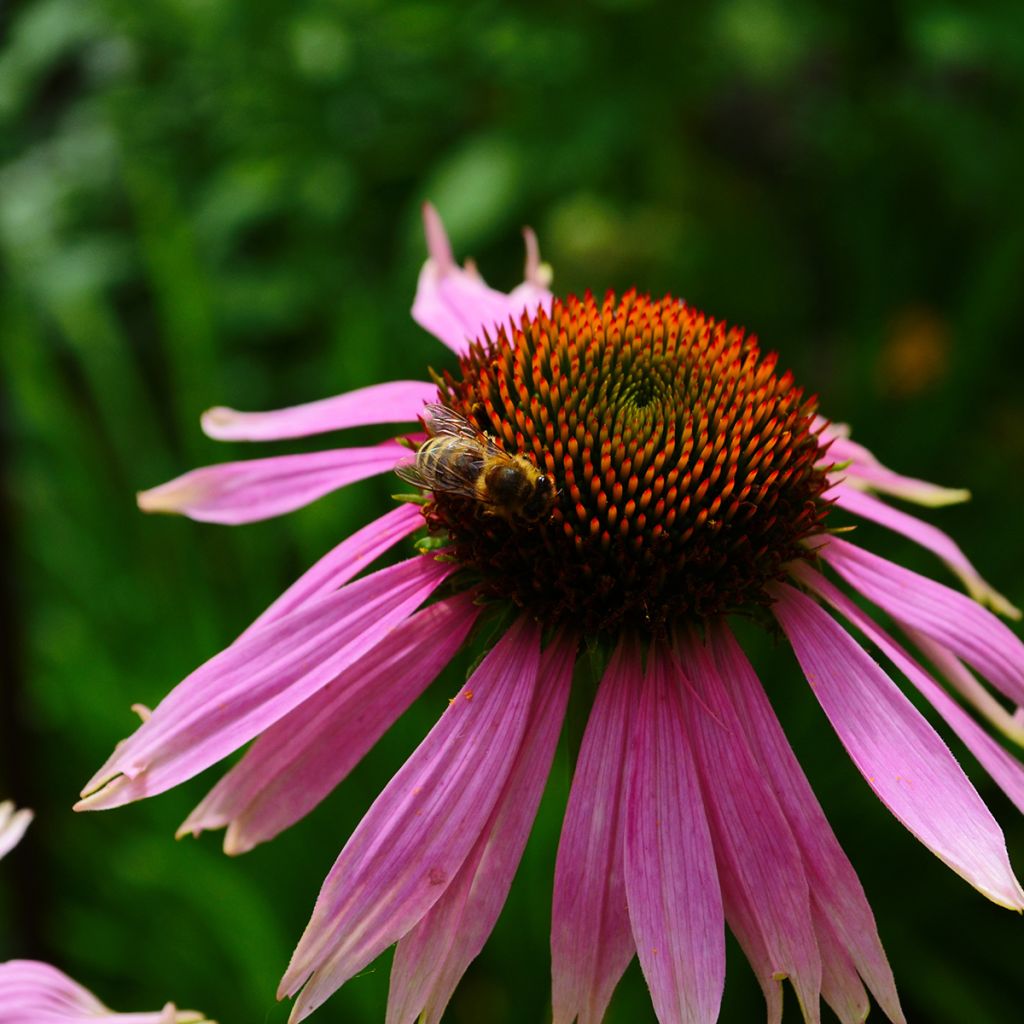 Echinacea angustifolia