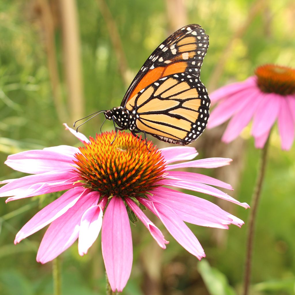 Echinacea angustifolia