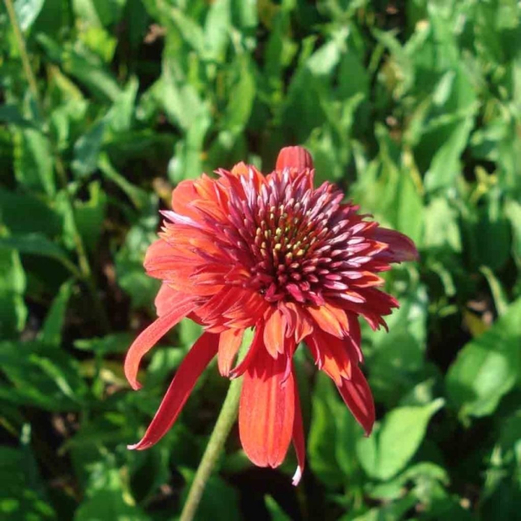 Echinacea Eccentric - Rudbeckia pourpre