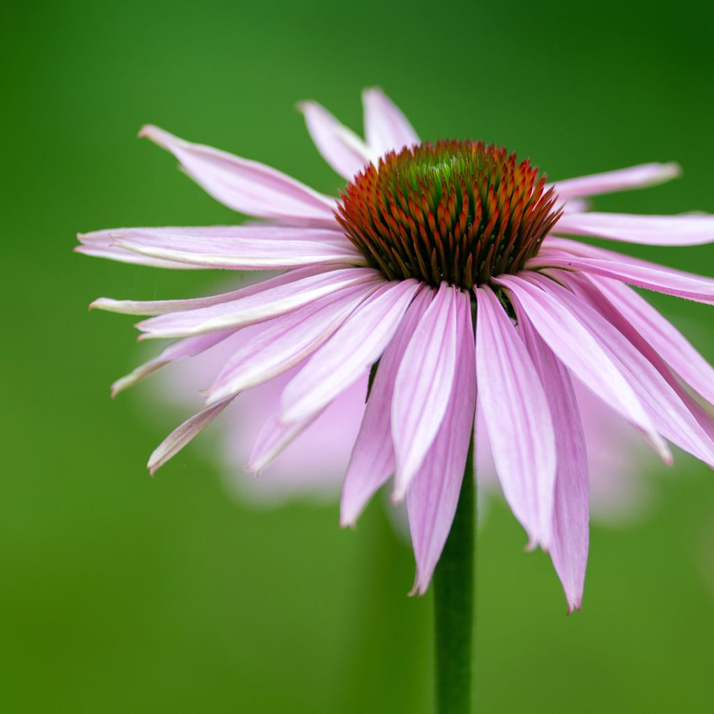 Echinacea pallida - Echinacée