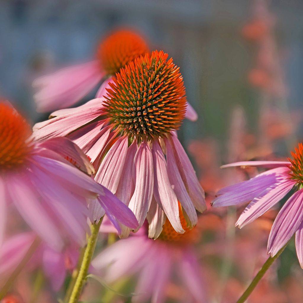 Echinacea pallida - Echinacée