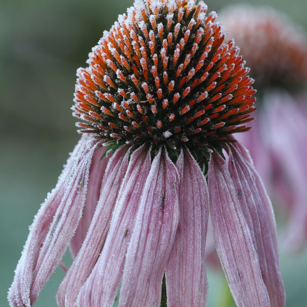 Echinacea pallida - Echinacée